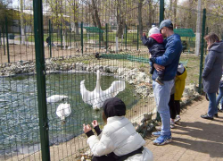 Пока в городском парке Камышина готовятся к открытию обновленные аттракционы, главным развлечением становится "шоу лебедей" (ВИДЕО) Пока в городском парке Камышина готовятся к открытию обновленные аттракционы, главным развлечением становится "шоу лебедей" (ВИДЕО)