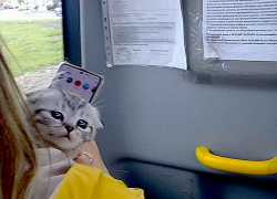 Почему в Камышине в общественном транспорте разрешают возить котов и собак? - камышанка Почему в Камышине в общественном транспорте разрешают возить котов и собак? - камышанка