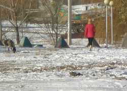 Что за бескультурье водить выгуливать собак к Парку Победы, - камышане Что за бескультурье водить выгуливать собак к Парку Победы, - камышане