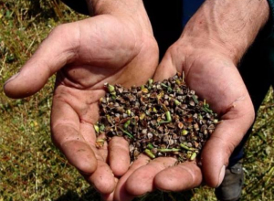 Аграрии Камышинского района убрали 28 000 га зерновых культур Аграрии Камышинского района убрали 28 000 га зерновых культур