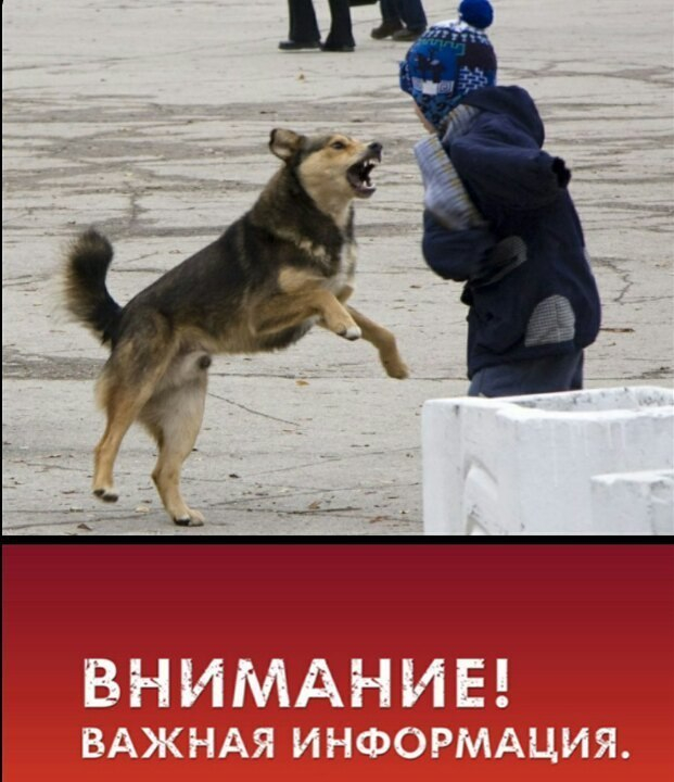 Камышане собрали в соцсетях факты агрессивного поведения бродячих собак Камышане собрали в соцсетях факты агрессивного поведения бродячих собак