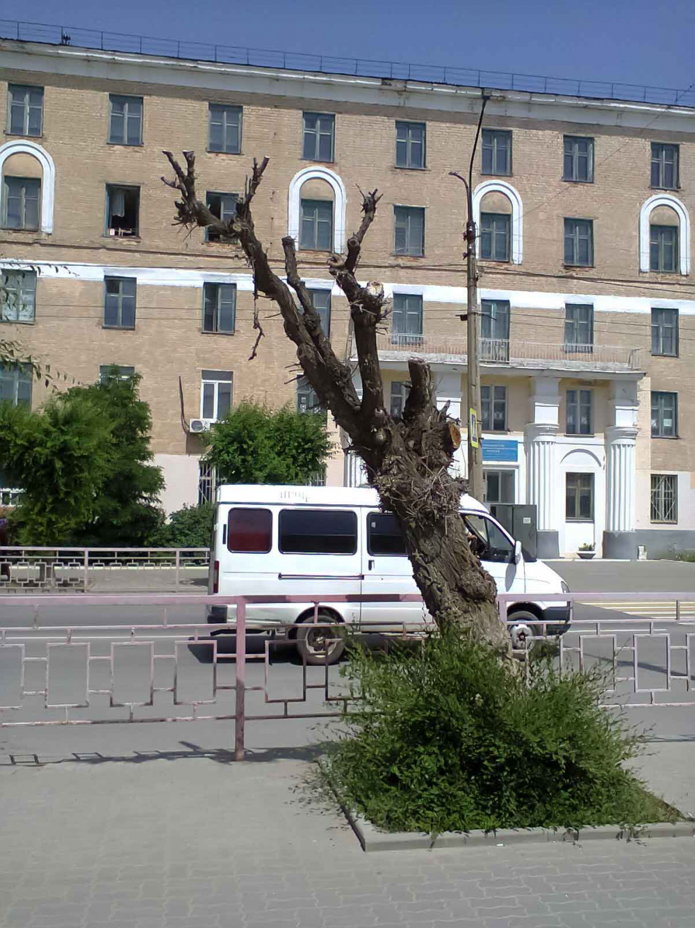 Неужели уродливые сухие деревья не пора убрать с улицы Ленина? - камышанка