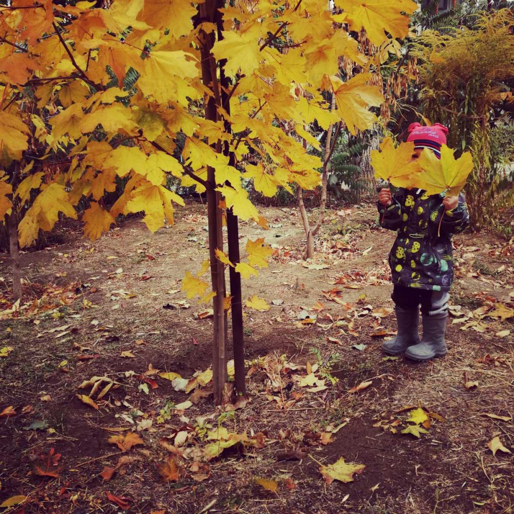 Конкурс «Блокнота Камышина» «Детки - конфетки»: «Осенний листопад»