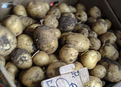 В Волгоградской области сетевики ожидают цену на картофель до 100 рублей за килограмм, - "Блокнот Волгограда"
