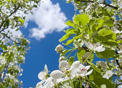 Майский вальс: Камышин тонет в ароматном облаке цветущих садов