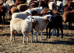 Почему в Камышинском районе овцеводы "сосредоточились" на "эдильбаях" и "волгоградских мериносах"