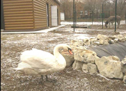 В Камышине в центральном городском парке обживаются в новом вольере белые лебеди и симпатичные четвероногие (ВИДЕО)