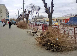 В Камышине на улице Ленина опять кромсают деревья под формат "а-ля обрубки"