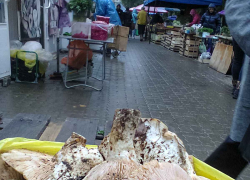 В Камышине на мокрых от дождя рынках появились в продаже грибы