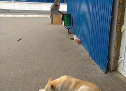 Камышинская городская дума попросила у областной думы денег на бездомных собак