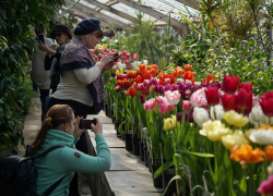 волжский ботанический сад первоцветы. выставка тюльпанов волжский ботанический сад. волгоградский ботанический сад. волжский оранжерея весенние первоцветы. выставка первоцветов в волжском.