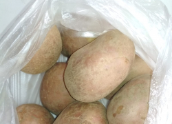 В Камышине установлен рекорд на цену килограмма картошки в магазине "Магнит"