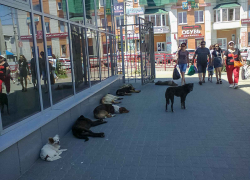 Как можно допускать, чтобы люди входили на центральный рынок Камышина сквозь "строй" бродячих псов? - камышанка