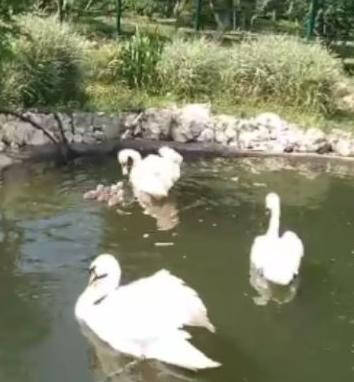 В камышинском городском парке у лебедей вывелись лебедята и сразу поплыли