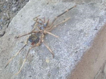 Ядовитые пауки в волгоградской области фото