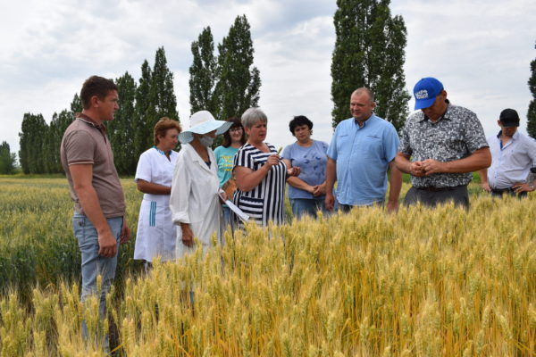 В Камышинском районе предметом экспертного обследования стала озимая пшеница