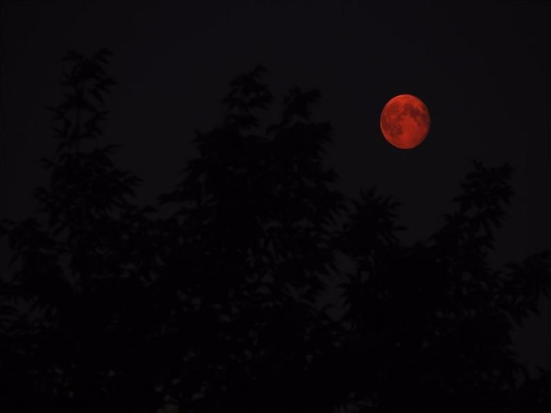 Красная Луна Волгоград 2023. Кровавая Луна Волгоград. Ночь красная Луна. Красная Луна в лесу.
