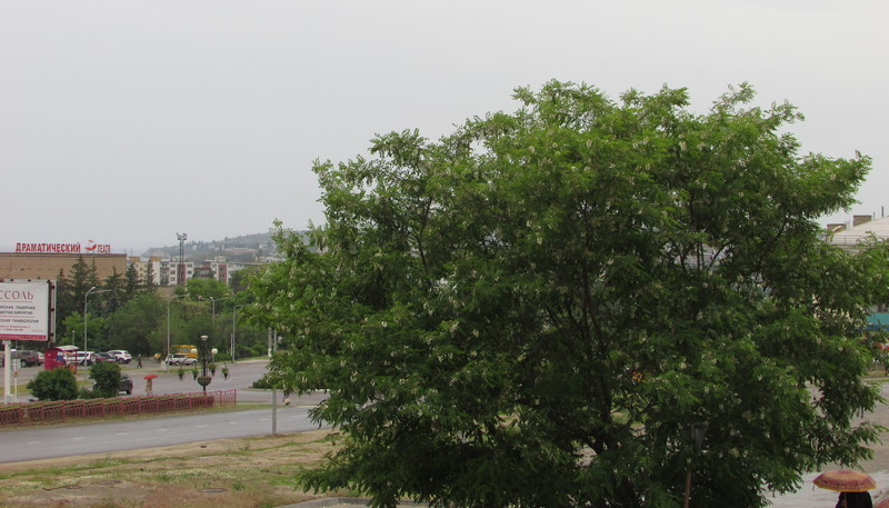 Последний день лета в Камышине отметился дождем
