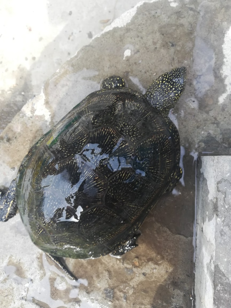 В Камышине в огородах гуляют черепахи