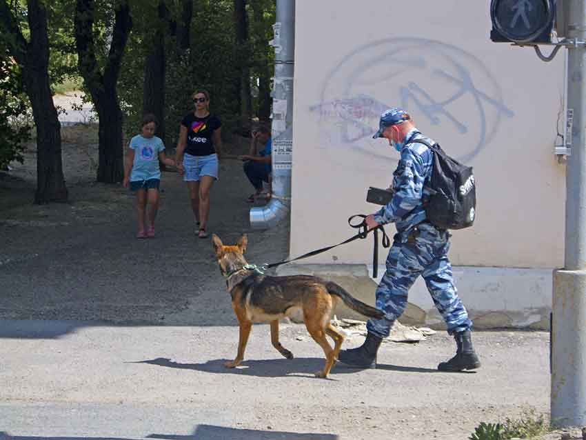 Четыре способа обезопаситься от нападения бездомной собаки: советы от волгоградского кинолога