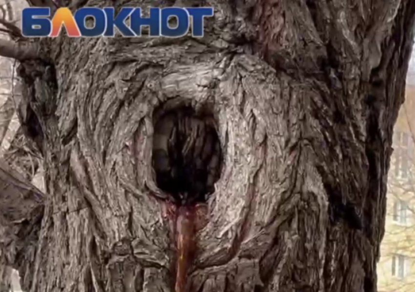 Как залечить дупло. Как залечить дупло